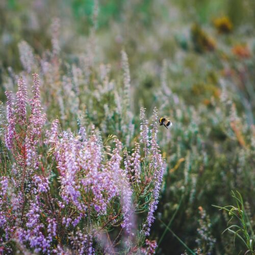 5.Avontuur-Dichtbij-natures-gift-duurzaam-cadeau-sustainable-gift-card-duurzaamheid-natuur-geschenk-gifts-impact-@TheHike