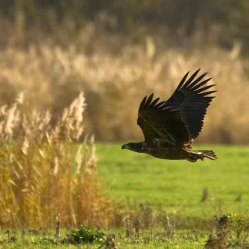 Nationaal-Park-Nieuw-Land-Experience-Lelystad2