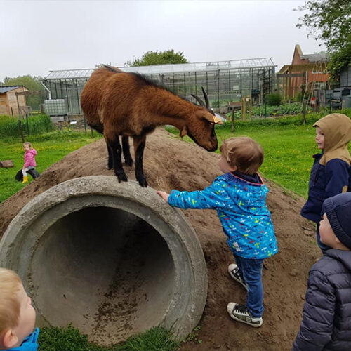 Overnachting-op-kinderboerderij-belgie-doen-kado-uitjes-cadeau-geven-belevenis10