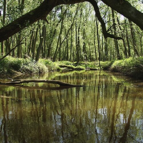Rondje-Biesbosch2-doenkado-belevenis-dagjeweg-dagjeuit-cadeau