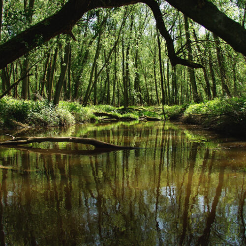 RondvaartBiesbosch3-Resized