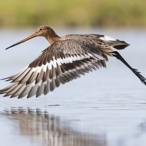 Vogelfotografie-weidevogelbeleving-Gruttoland-doen-kado-uitjes-cadeau-geven-belevenis-SERVAN-2
