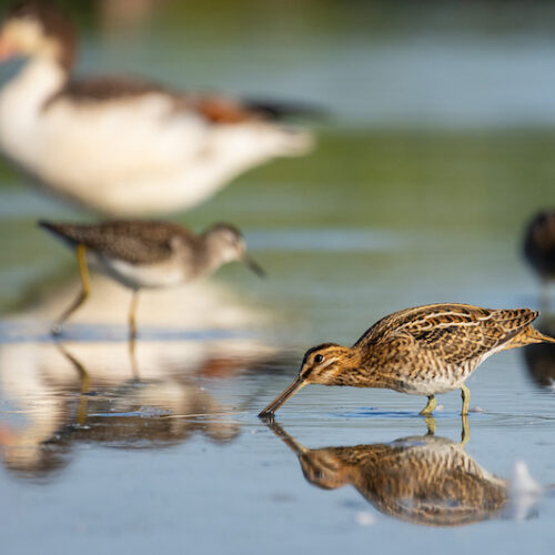 foto2Servan-Ott-Fotografie-Natuurfotografie-en-Trouwfotografie-3206