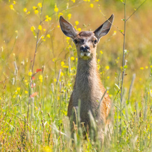hertServan-Ott-Fotografie-Natuurfotografie-en-Trouwfotografie-9727