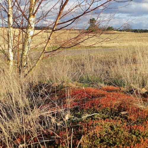 natuurgebied wandeling