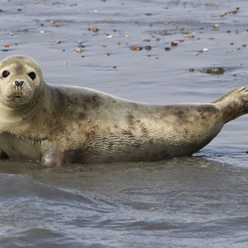 zeehondensafari3-Resized